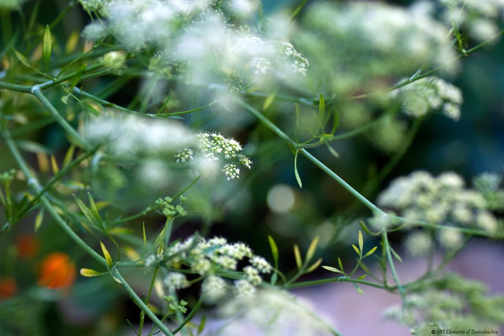 DSC 0008 1920x1280px Red 1024x683