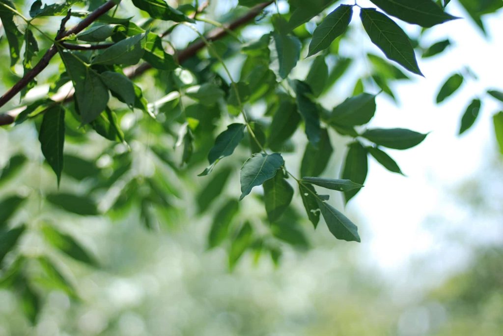 DSC 0069 Red 1024x683