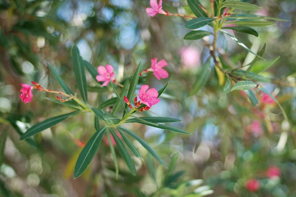 Adelfa rosa (Nerium oleander) en el Parque Grande de Zaragoza, es un arbusto ornamental común en jardines mediterráneos.