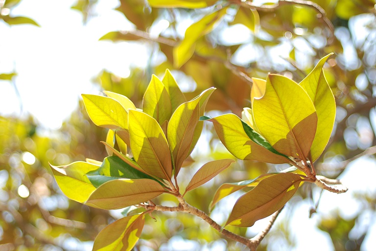 DSC 0159 1920x1280px Red