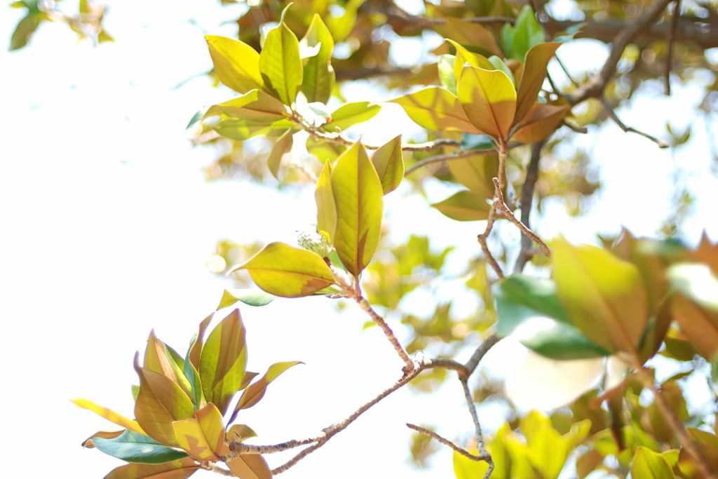 DSC 0161 Red 1024x683