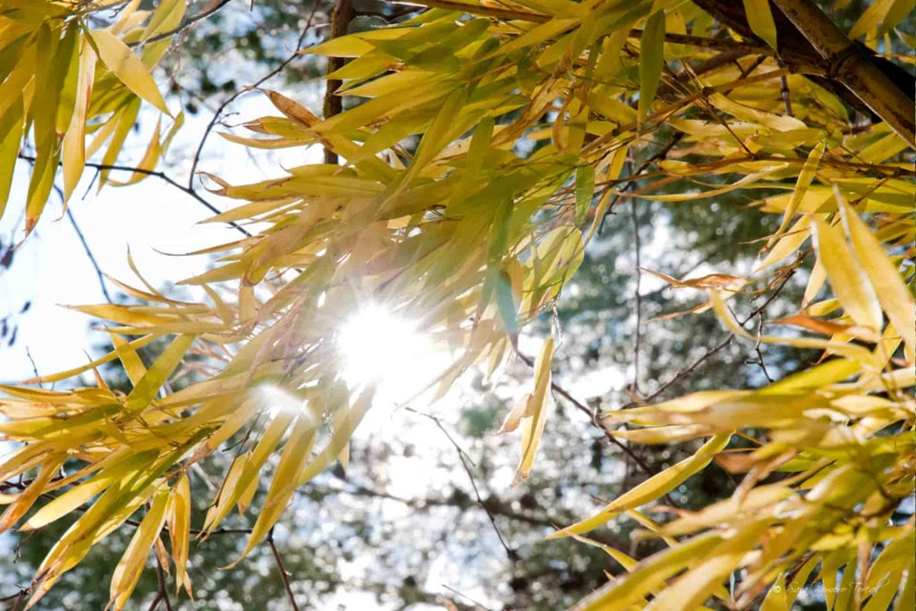 Bambú al viento en el Monasterio de Piedra de Zaragoza