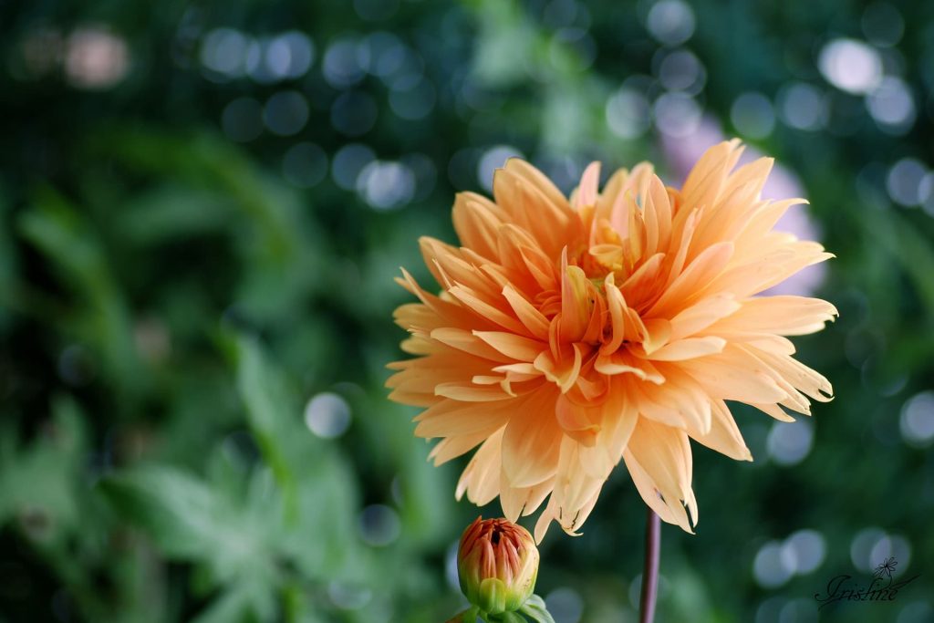 Dalia con boqué en el jardín